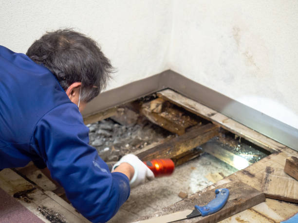 Best Local Mold Removal Service  in Roanoke, IL