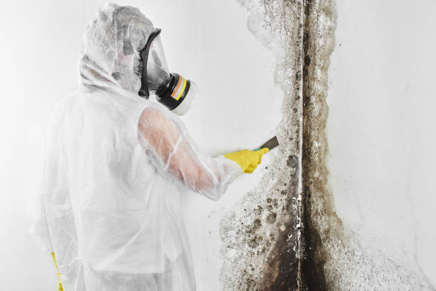 Best Residential Mold Removal  in Roanoke, IL