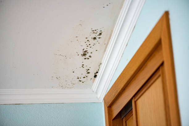 Best Same-Day Mold Removal  in Roanoke, IL