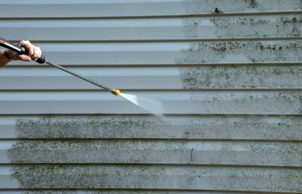Best Black Mold Removal  in Roanoke, IL