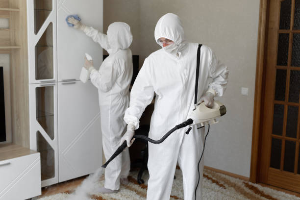 Best Mold Remediation  in Roanoke, IL