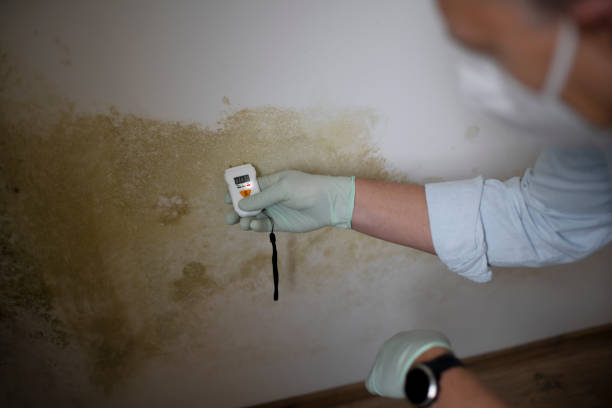 Best Black Mold Removal  in Roanoke, IL