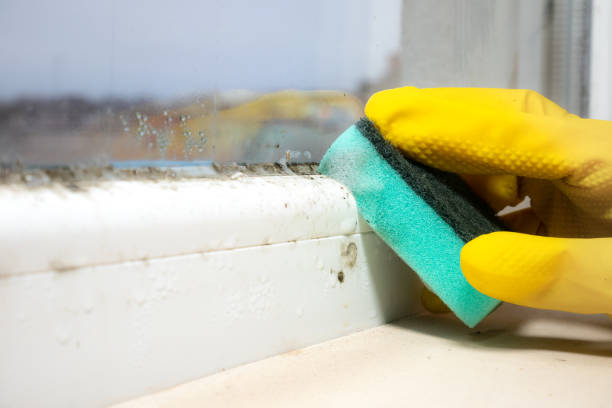 Roanoke, IL Mold Removal Pros