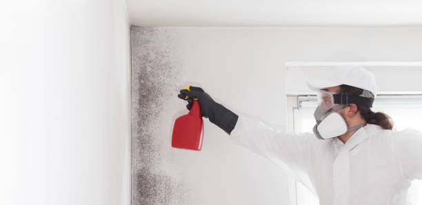 Best Mold Removal Near Me  in Roanoke, IL