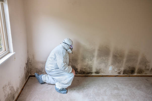 Best Crawl Space Mold Removal  in Roanoke, IL