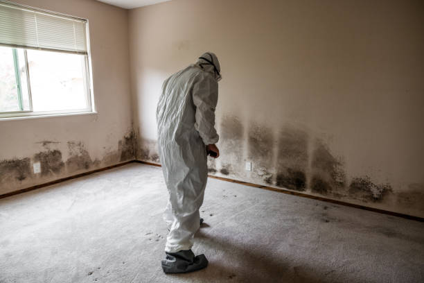 Roanoke, IL Mold Removal Company