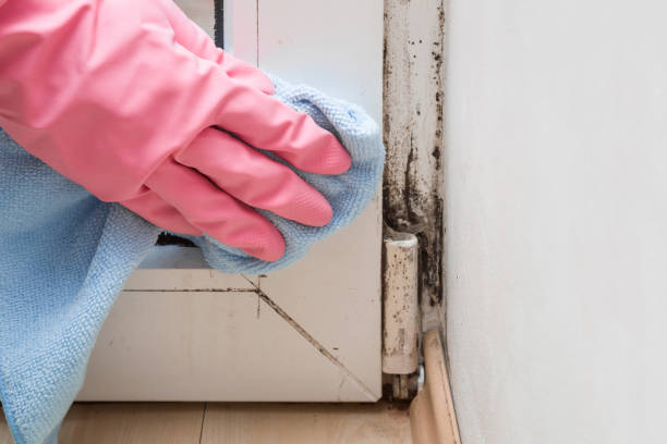 Mold Removal Process in Roanoke, IL