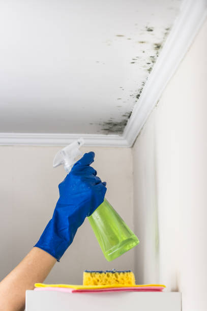 Crawl Space Mold Removal in Roanoke, IL