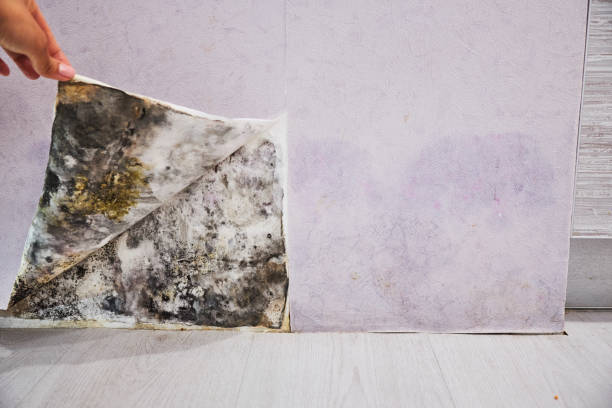 Best Mold Damage Repair  in Roanoke, IL